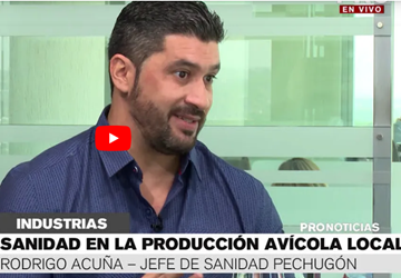 Trabajan para potenciar sanidad en la producción avícola local